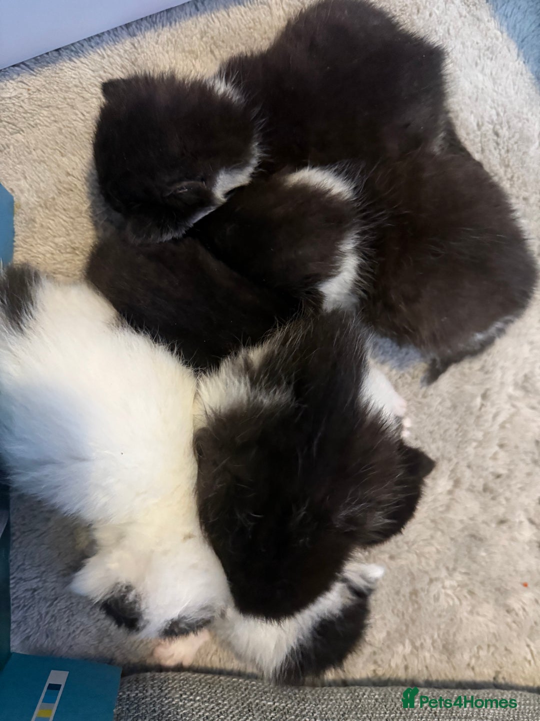 Mixed Breed cats for sale: Mixed breed kittens  - Image 12