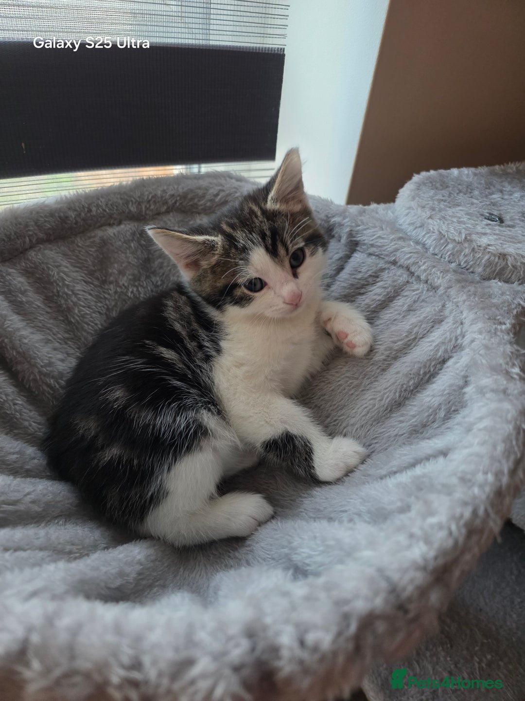 Mixed Breed cats for sale: 4 little kittens looking lovely new home.  - Image 18