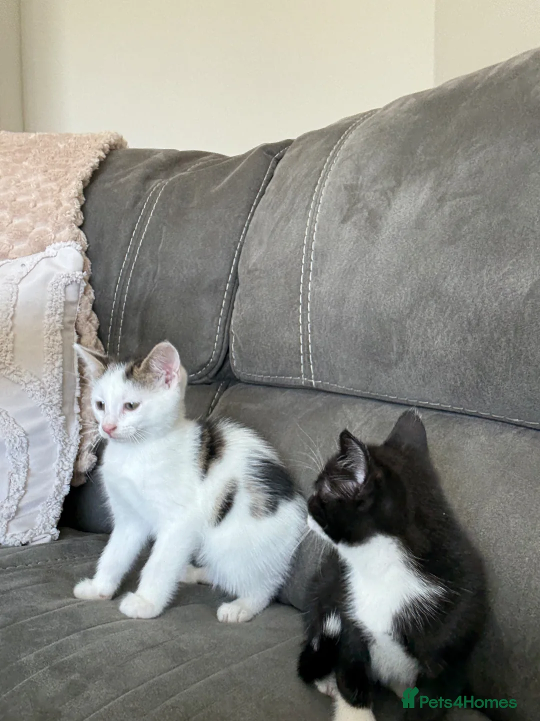 Mixed Breed cats for sale: Beautiful kittens in Leicester - Advert 2