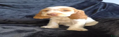 Cocker Spaniel 1