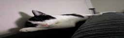 Domestic Shorthair cats for sale: Beautiful tuxedo kitten in Newport - Advert 2