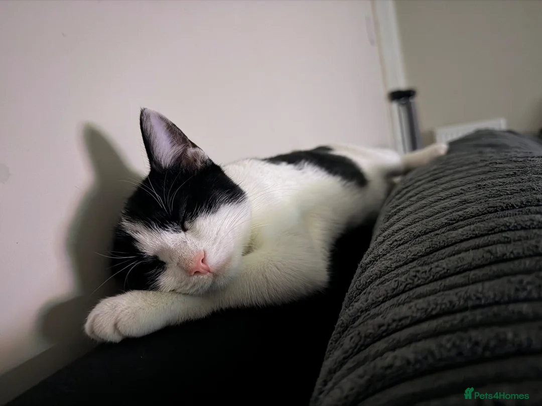 Domestic Shorthair cats for sale: Beautiful tuxedo kitten in Newport - Advert 2