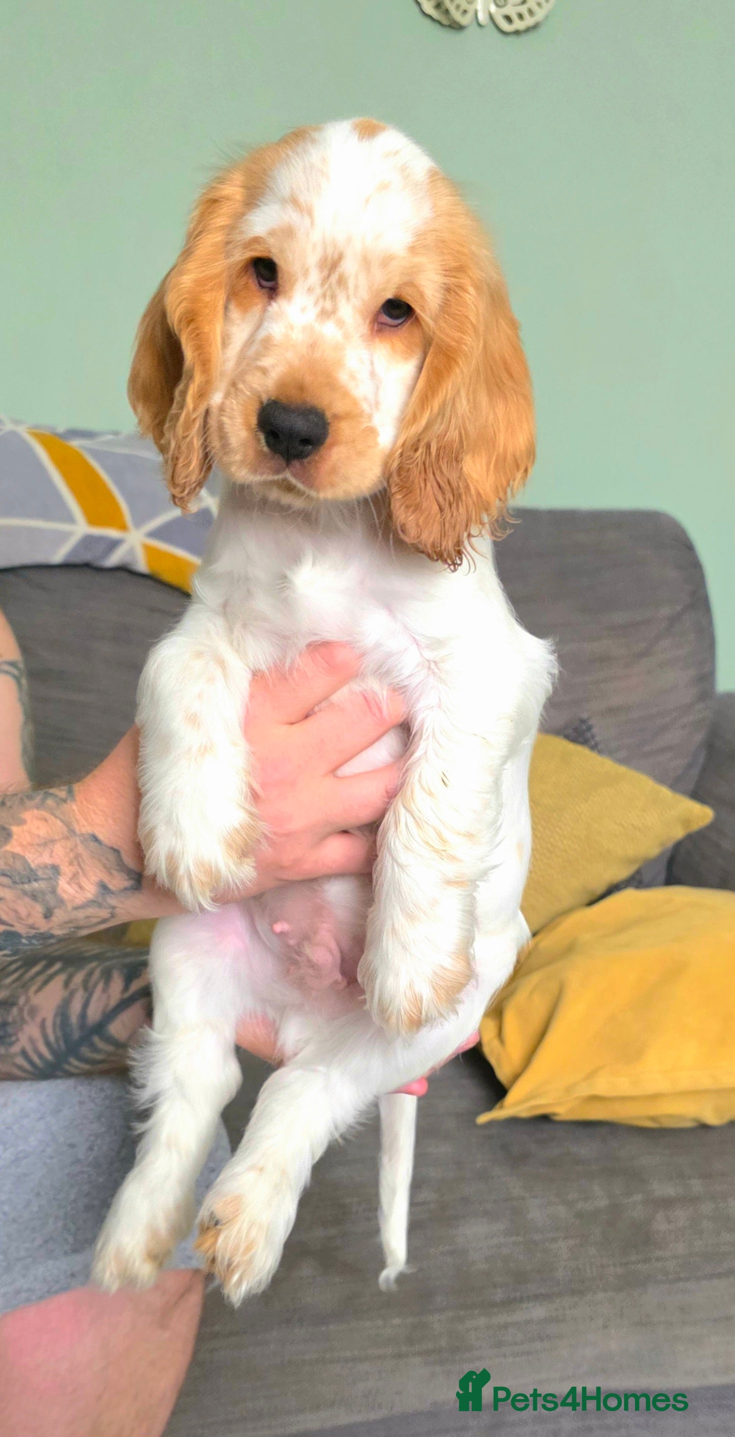Cocker Spaniel dogs KC Registered Show cocker spaniel - Ready now - Advert 2