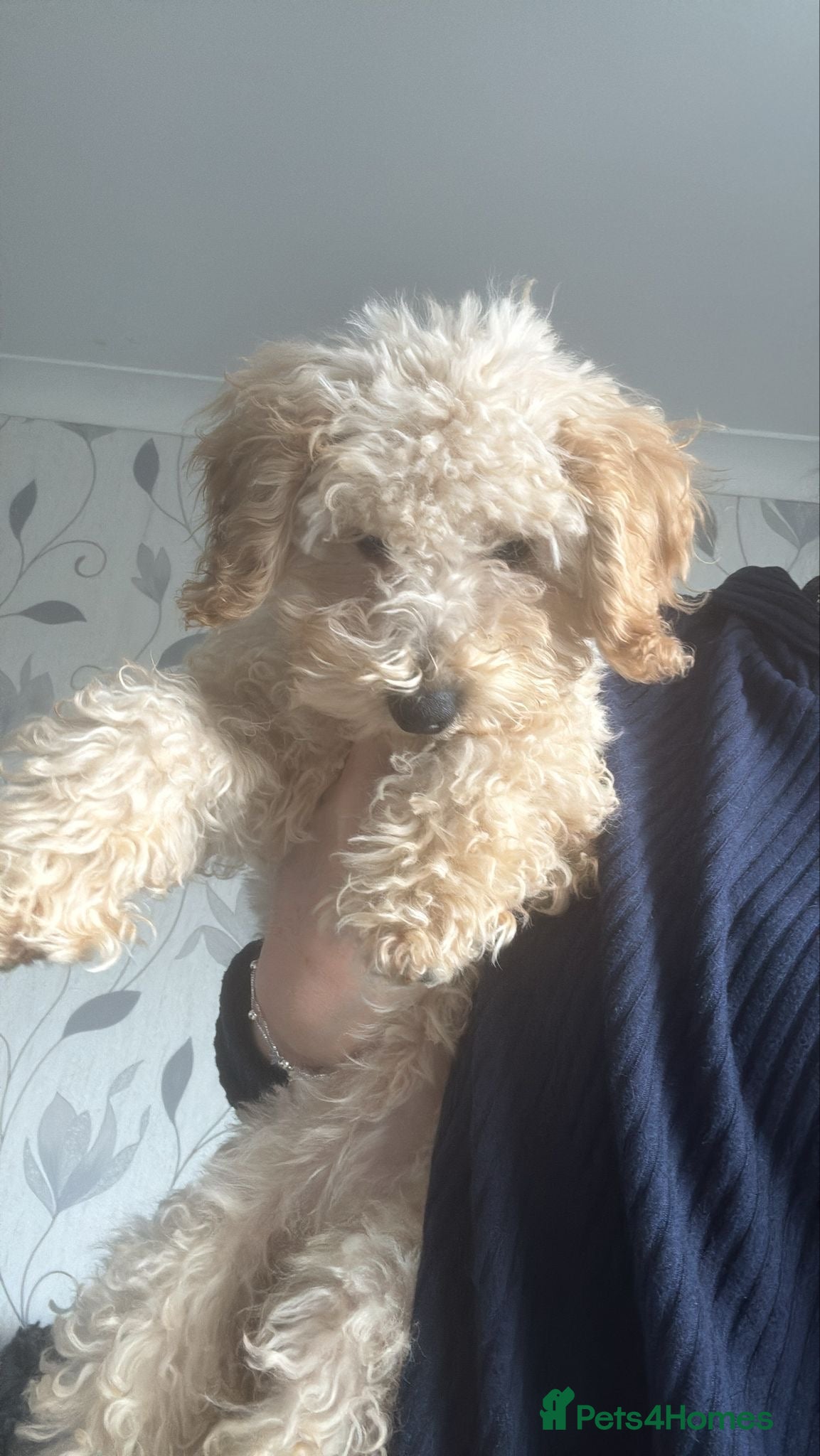 Cavapoochon dogs Cavapoochon pup - Advert 7