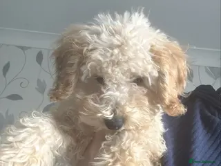 Cavapoochon dogs Cavapoochon pup - Advert 7