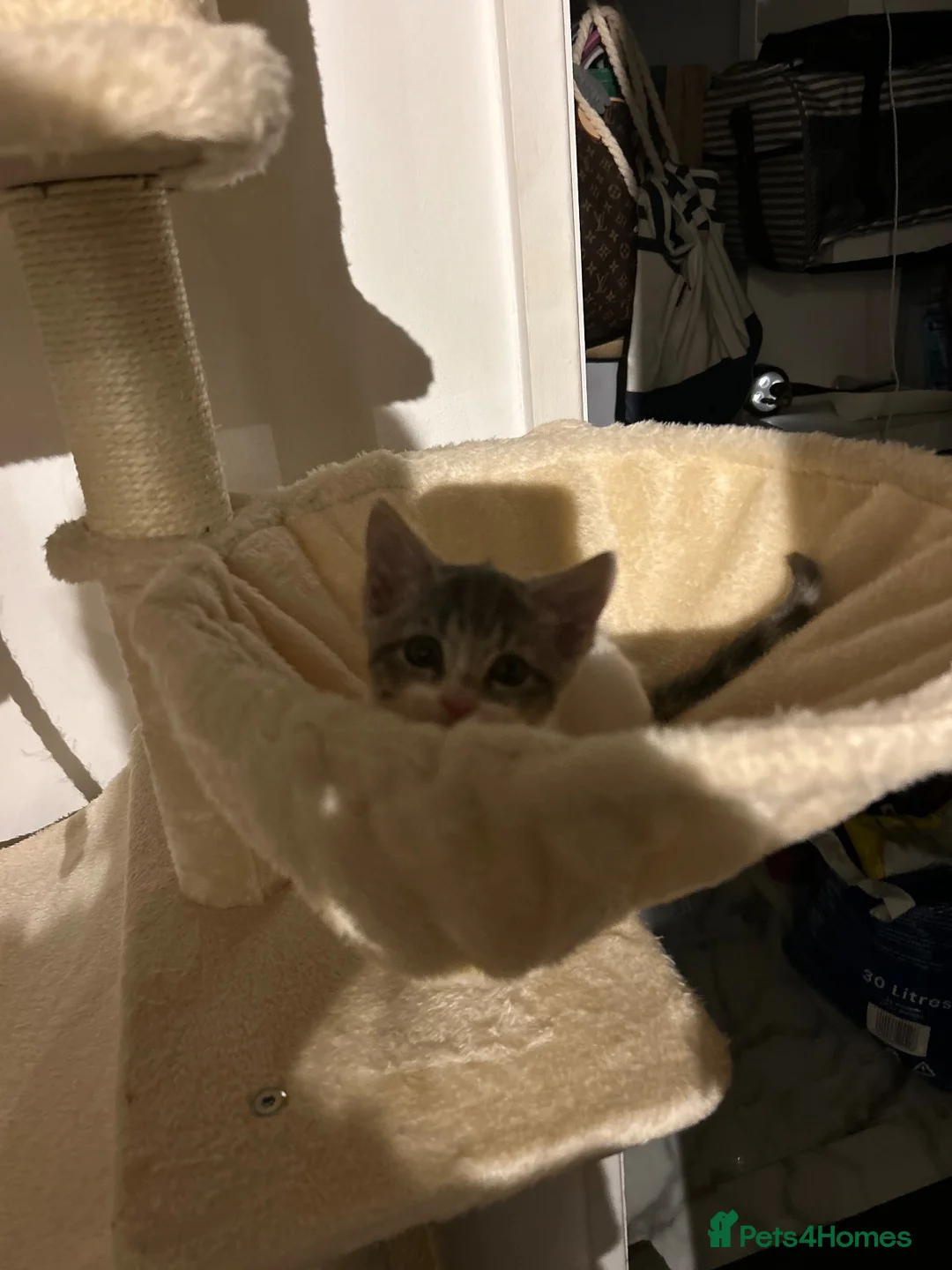 Mixed Breed cats for sale: 2 beautiful baby’s  in Steyning - Advert 16
