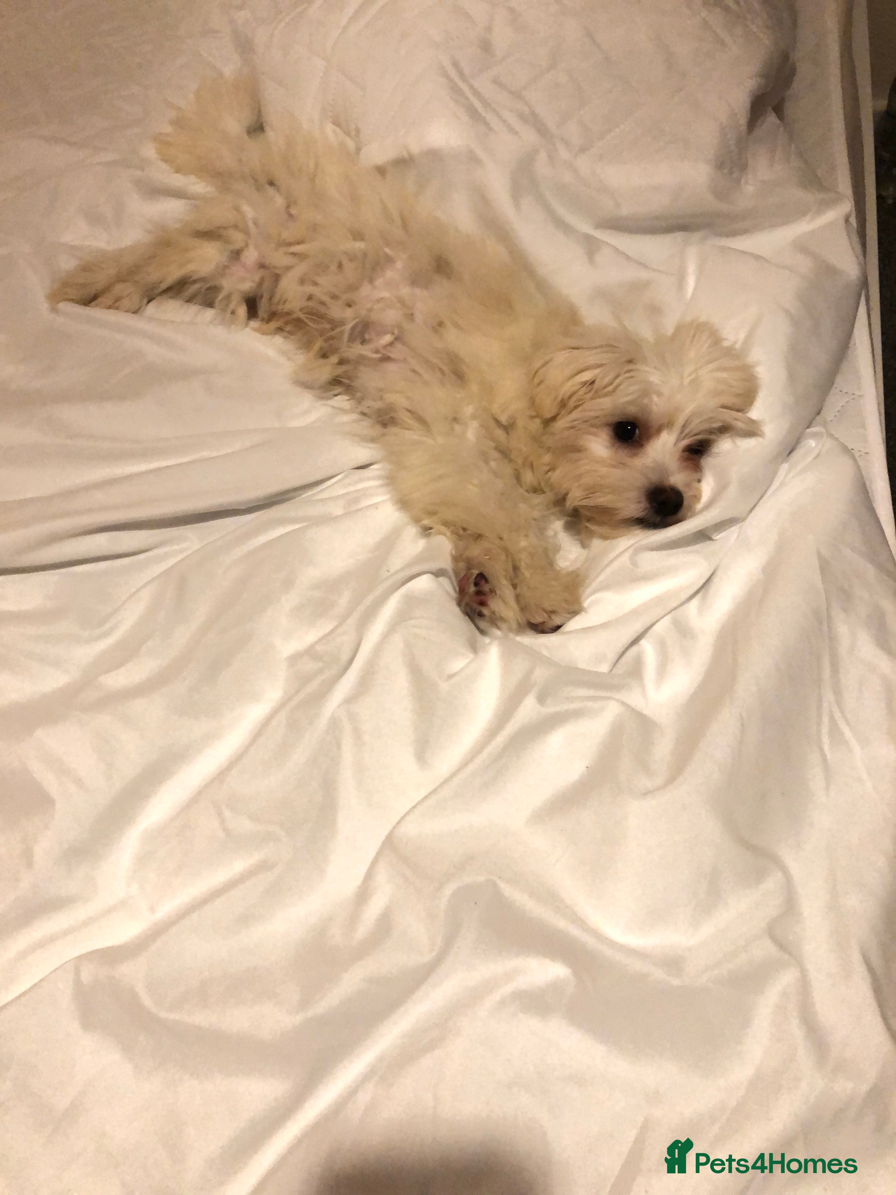 Bichon Frise dogs 🐾💕🩵Puppies looking for their forever homes!🏡🤍 - Advert 1