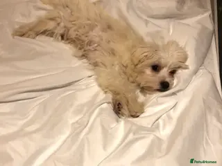 Bichon Frise dogs 🐾💕🩵Puppies looking for their forever homes!🏡🤍 - Advert 1