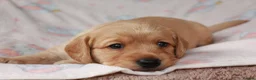 Labradoodle dogs for sale: Extensively Health Tested F1 Labradoodle Puppies - Advert 4
