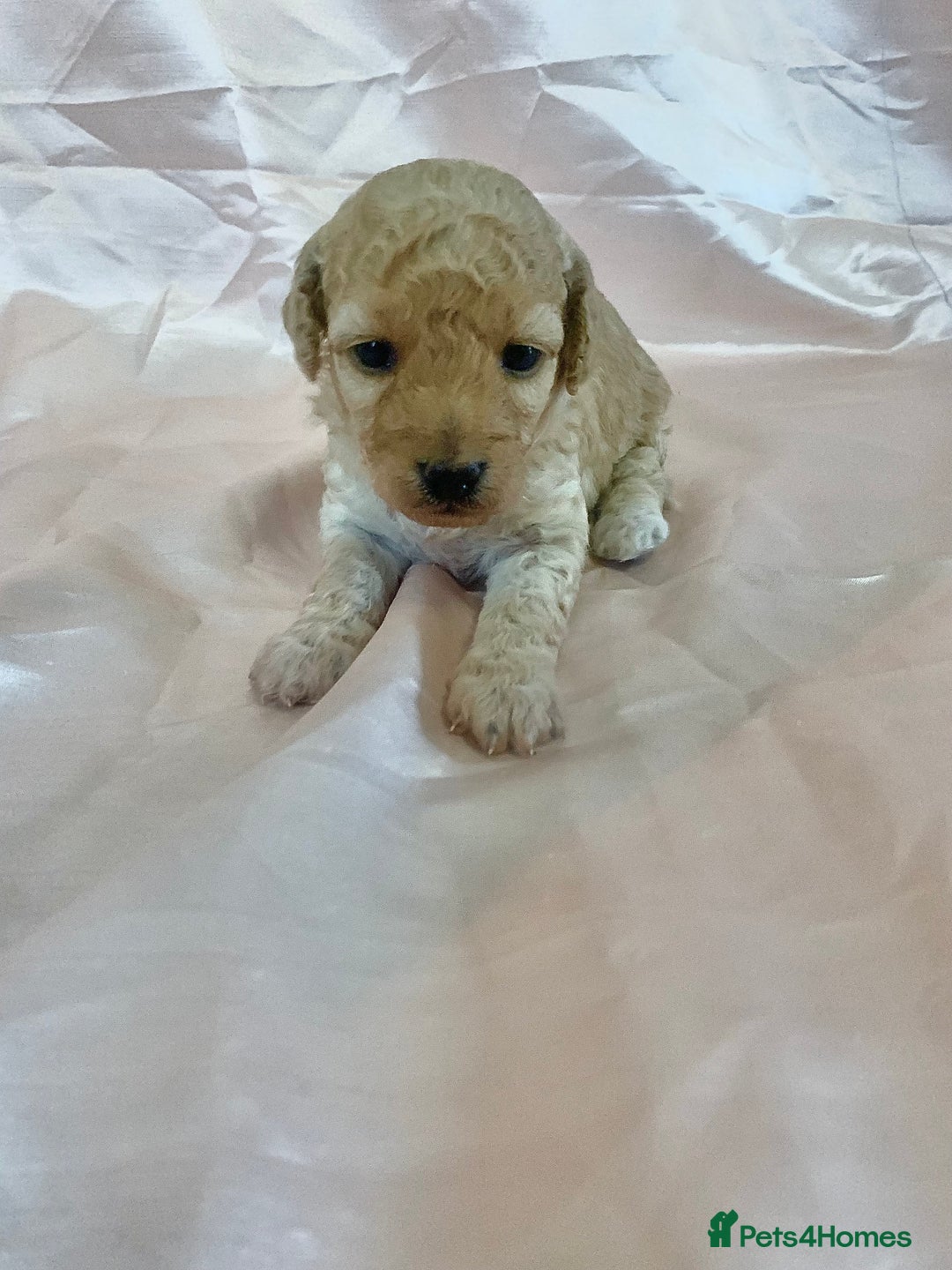 Miniature Poodle dogs for sale: Miniature poodles for sale  2 boys and 3 girls - Advert 3