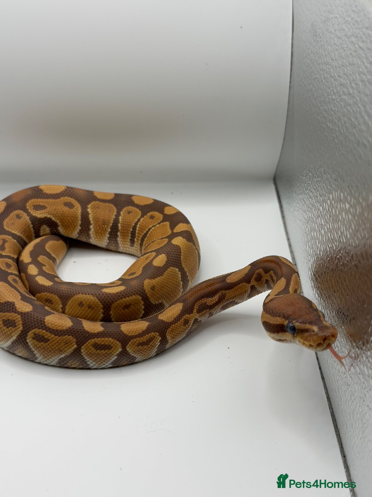 Python Snake reptiles Ultramel Royal Python - Advert 9
