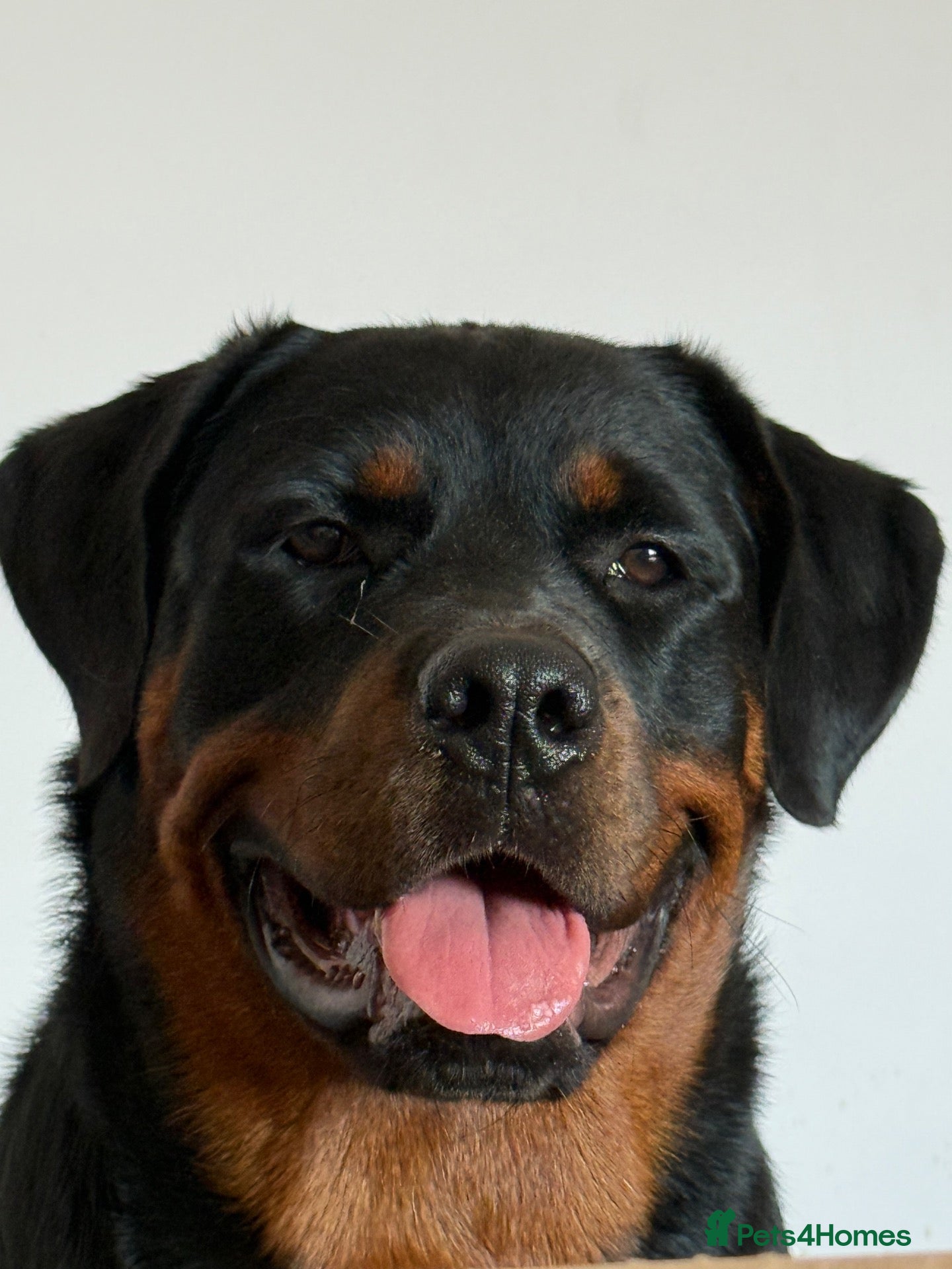 Rottweiler dogs One year old rottie girl  - Advert 1