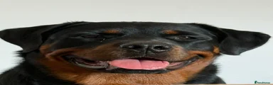 Rottweiler 1