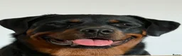 Rottweiler dogs for sale: One year old rottie girl  - Advert 1