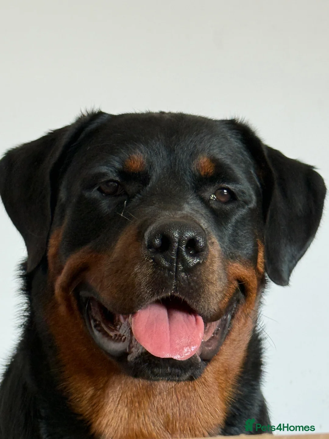 Rottweiler dogs for sale: One year old rottie girl  - Advert 1