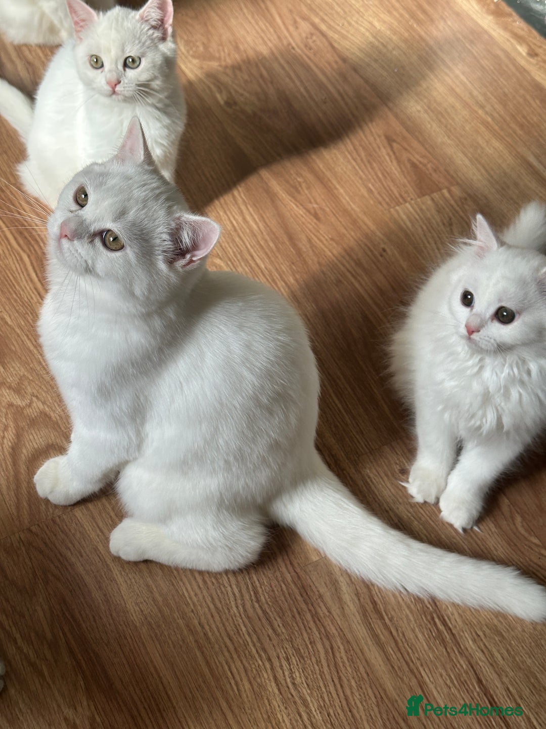 British Shorthair cats for sale: Gorgeous British Longhair & Shorthair Kittens - Image 36
