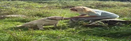 Labrador Retriever dogs for adoption: George - Hingham Norfolk  in Norwich - Advert 11