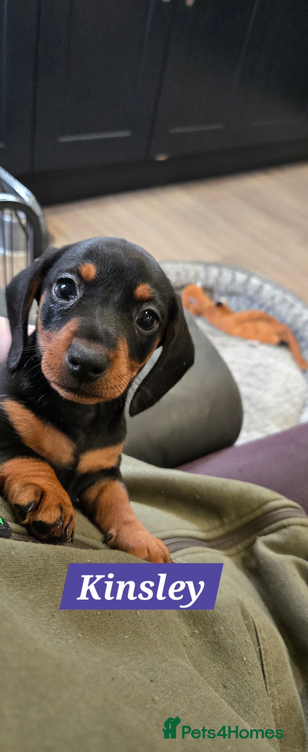 Dachshund dogs for sale: Beautiful Daxis - Advert 7