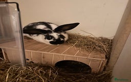 Dutch rabbits for sale: Young Rabbit For Sale - Image 1
