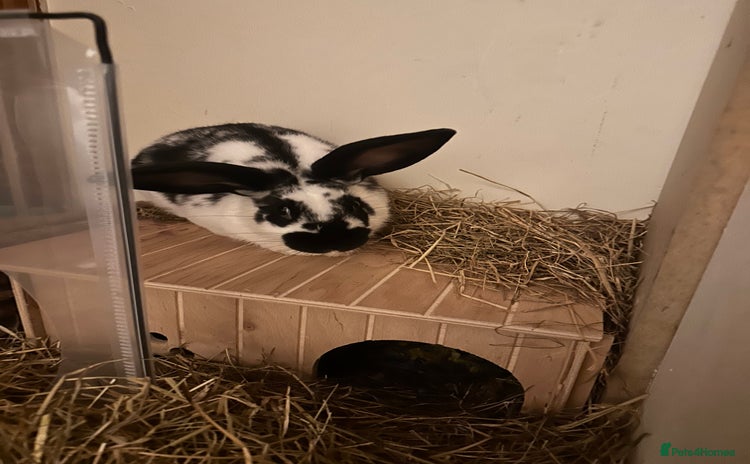 Dutch rabbits - Advert 1