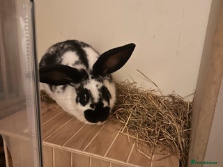 Dutch rabbits for sale - Advert 1