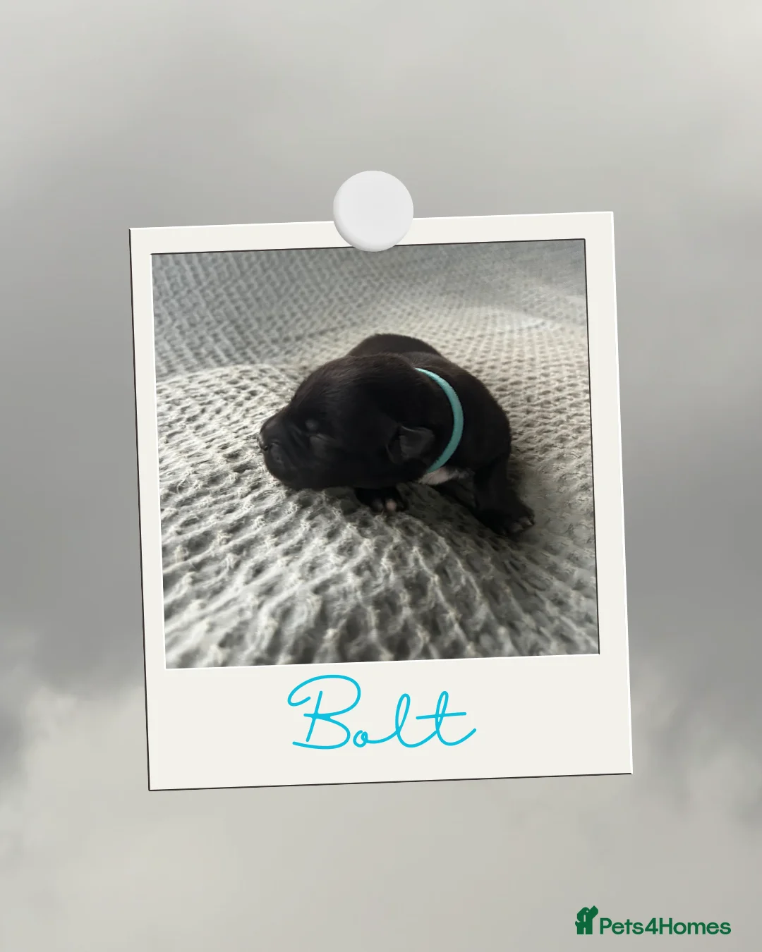 Mixed Breed dogs for sale: Stunning Border Collie x Belgian Malinois Puppies - Advert 32