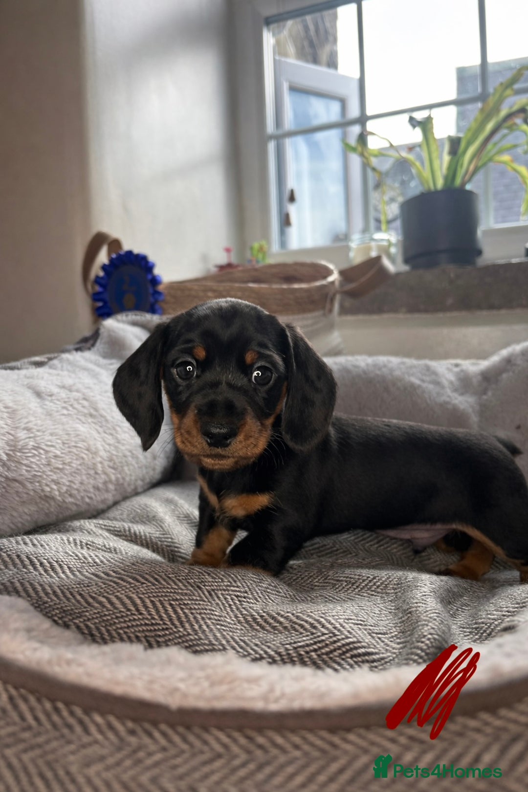 Miniature Dachshund dogs for sale: Miniature dachshunds-Blue & tan ,black & tan left - Advert 3