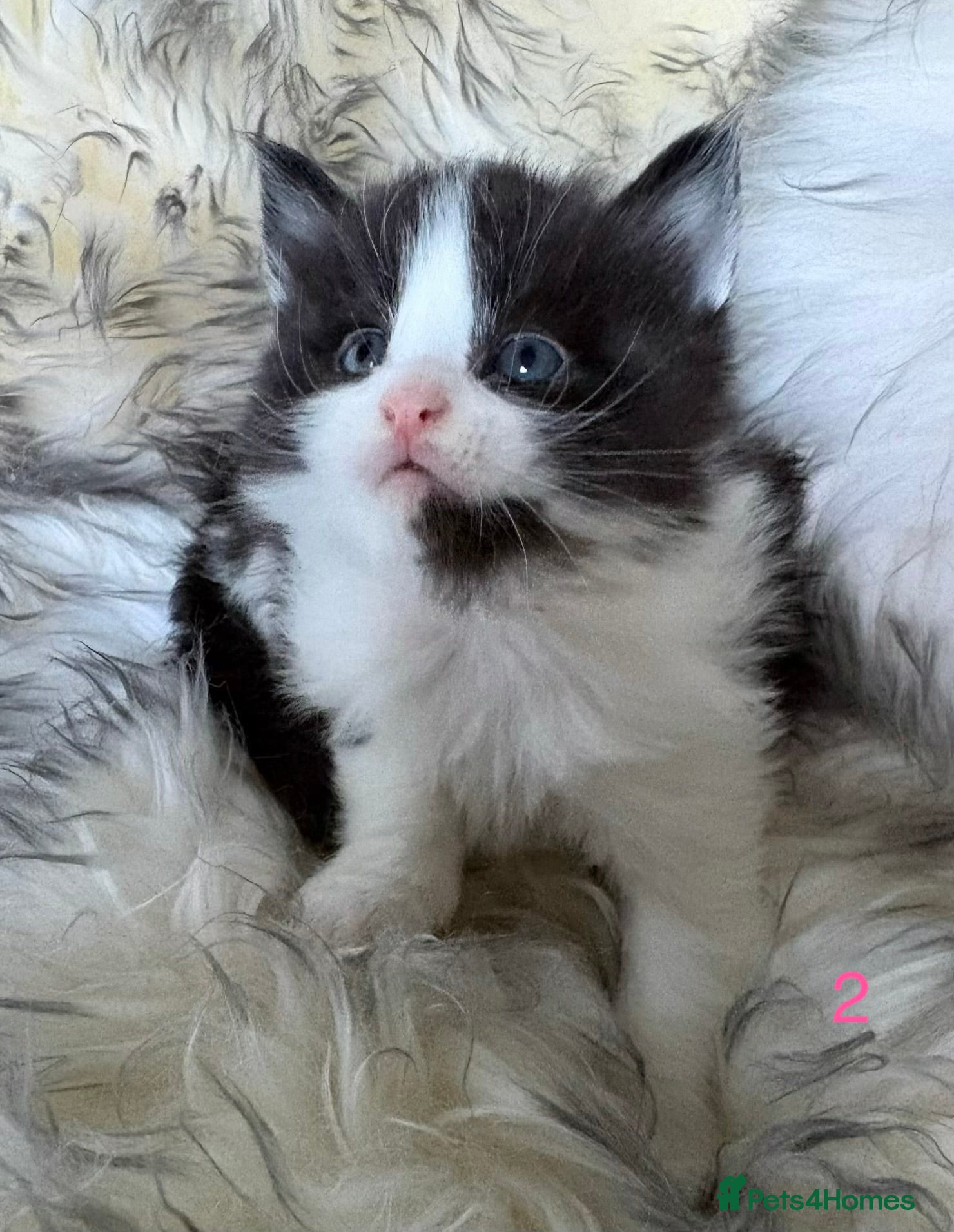 Maine Coon cats  TICA Registered Chunky Maine Coon Kittens 🐱  - Advert 1