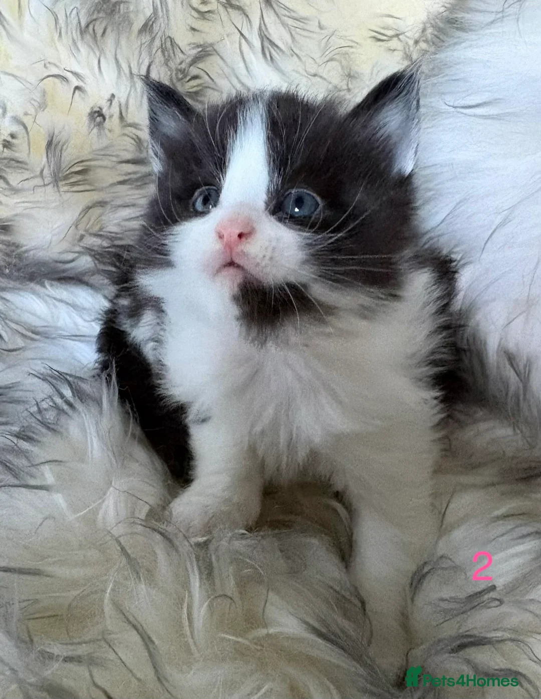 Maine Coon cats for sale:  TICA Registered Chunky Maine Coon Kittens 🐱  - Advert 1