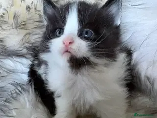 Maine Coon cats for sale: TICA Registered Chunky Maine Coon Kittens 🐱 - Advert 2