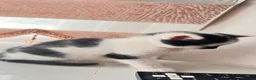 Mixed Breed cats for sale: Small kitten ready now - Advert 4