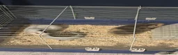 Guinea Pig rodents for sale: 2 male guinea pigs - Advert 6