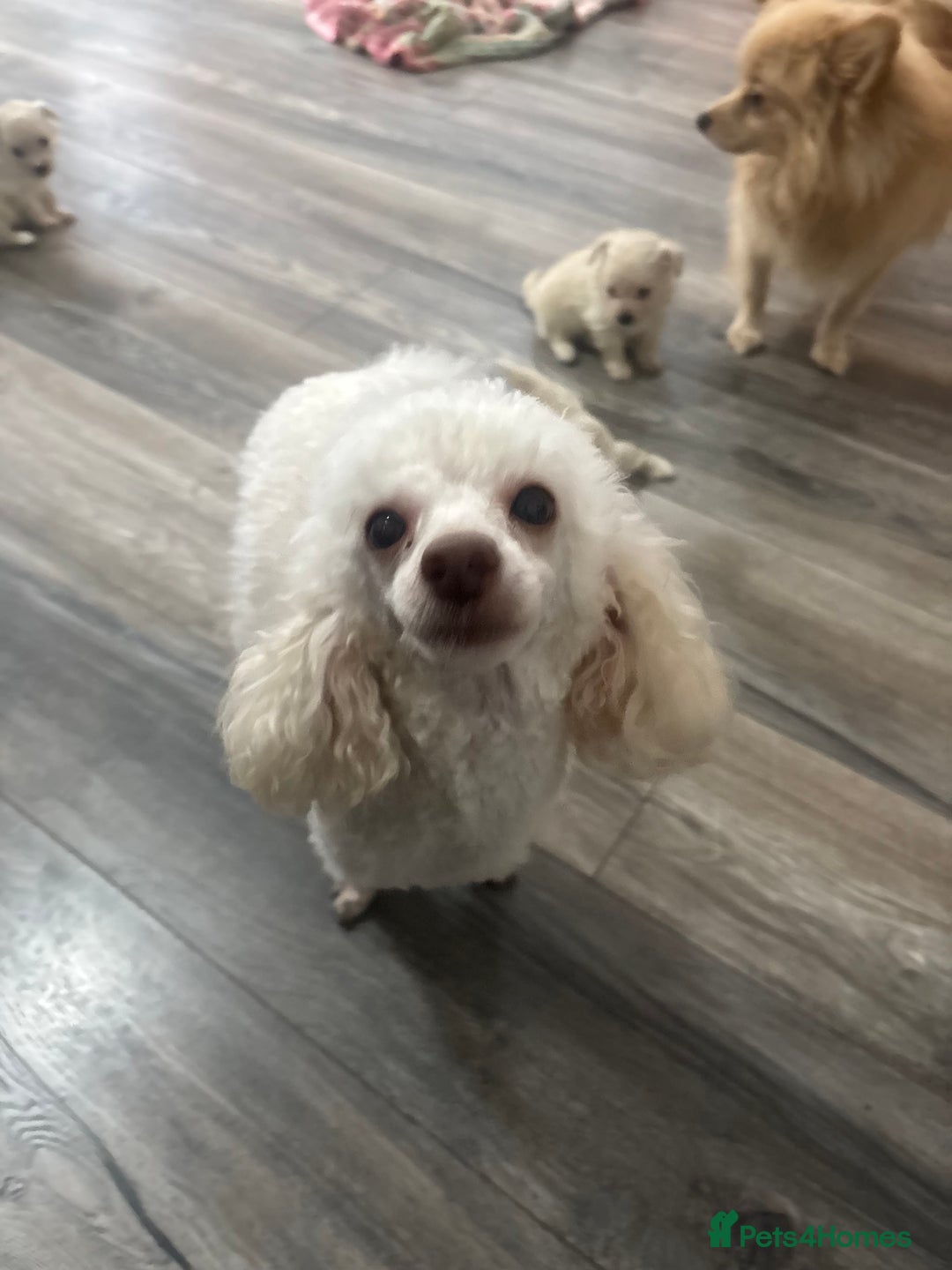 Pomapoo dogs for sale: Stunning Pomapoo puppies  - Advert 4