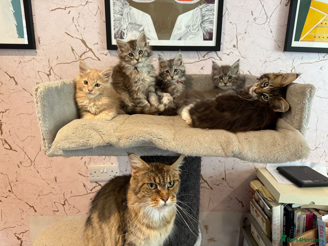Maine Coon cats for sale: 2 females left to reserve in Arthog - Image 4