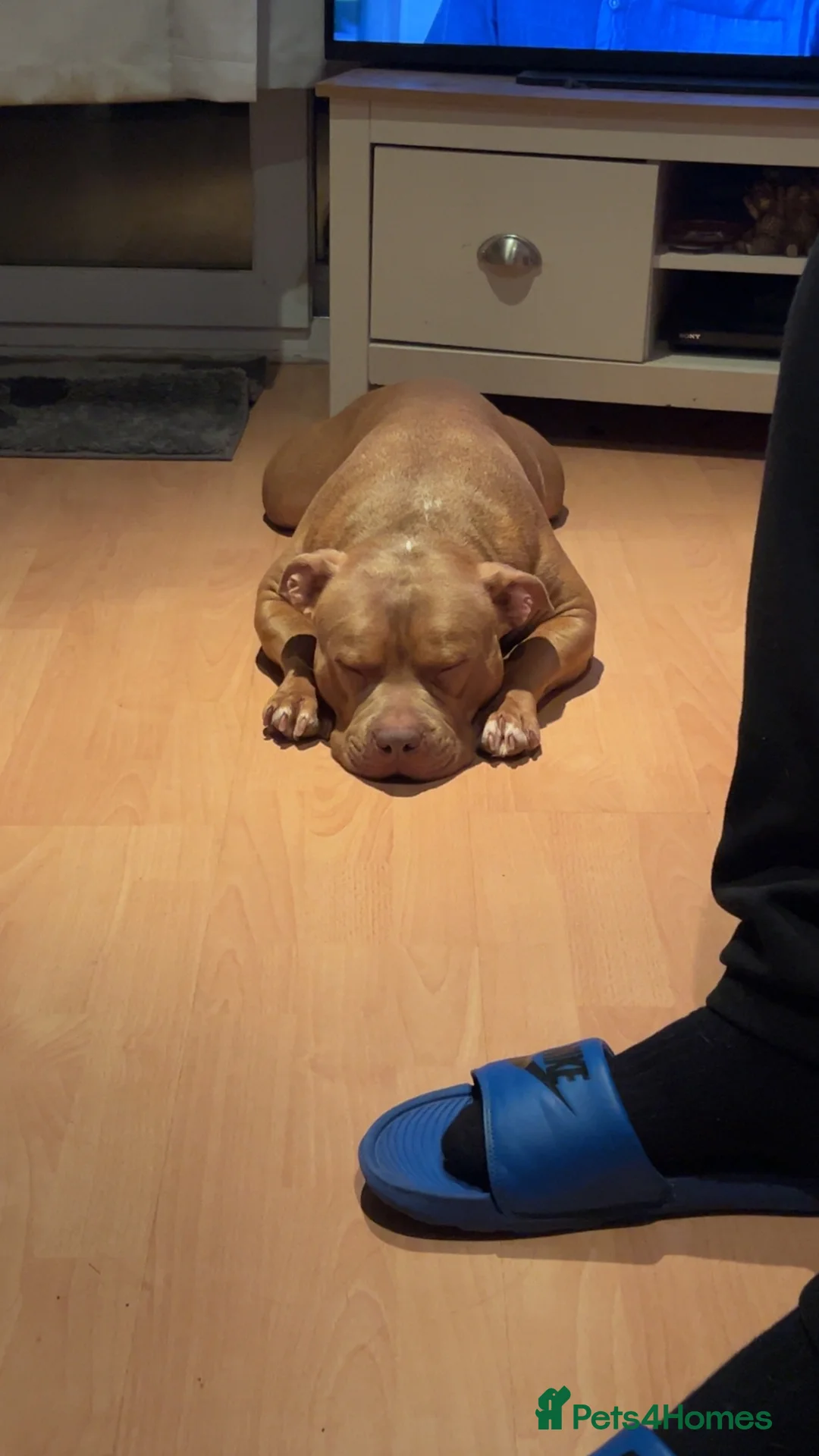 Staffordshire Bull Terrier dogs for sale: Dexter a loving pup need new home  - Advert 2