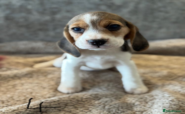 Beagle dogs KC REGISTERED SHOW TYPE BEAGLE PUPPIES  - Advert 14