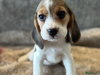 Beagle dogs KC REGISTERED SHOW TYPE BEAGLE PUPPIES - Advert 7