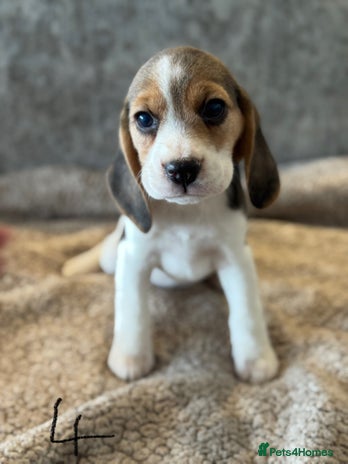 Beagle dogs KC REGISTERED SHOW TYPE BEAGLE PUPPIES - Advert 1