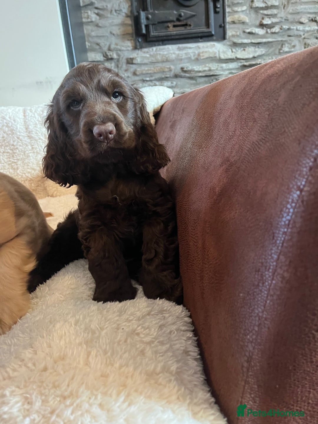 Cocker Spaniel dogs for sale: Health tested KC reg low co eff show type cockers - Advert 12