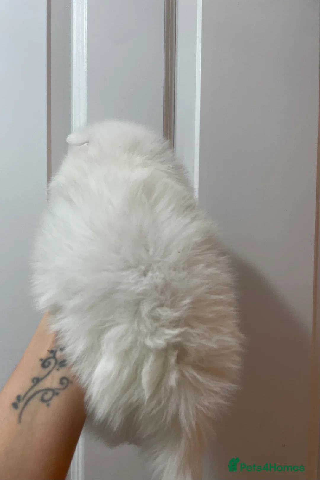 Pomeranian dogs for sale: Beautiful Pomeranian Puppies - Advert 12