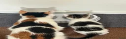 Domestic Shorthair cats for sale: Adorable Kittens for Sale ready 26th May! - Advert 3