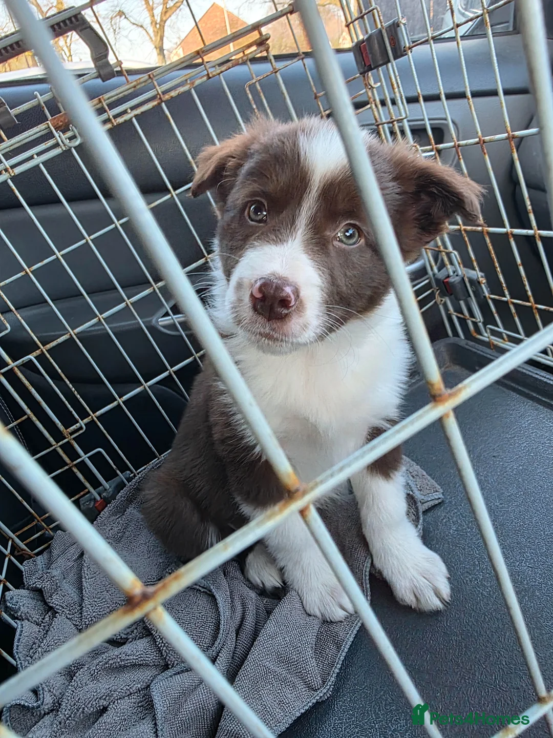 Border Collie dogs for sale: Red and White bitch in Houghton le Spring - Advert 3