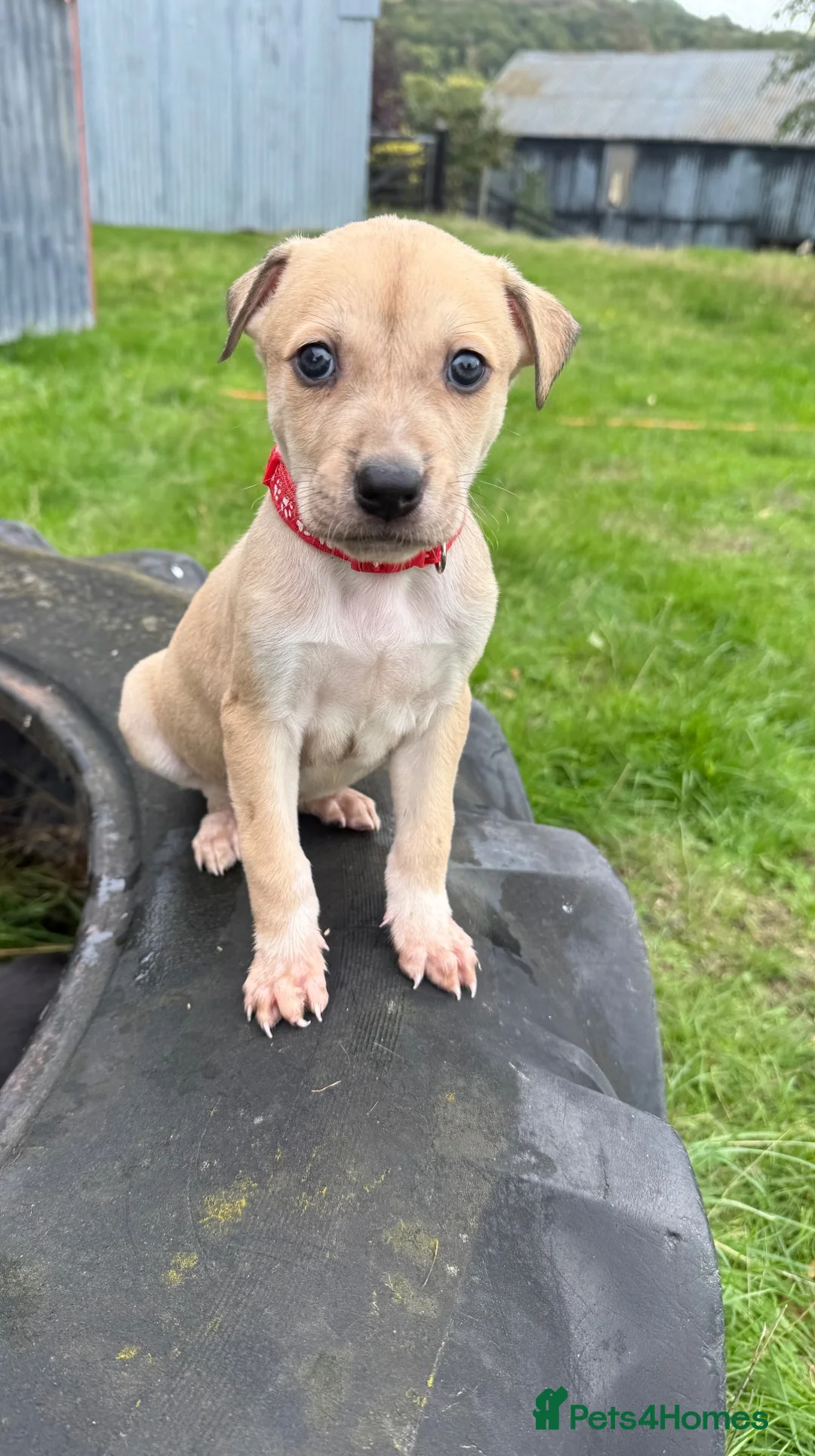 Lurcher dogs for sale: Beautiful Lurcher Pups For sale 🐶 - Advert 2