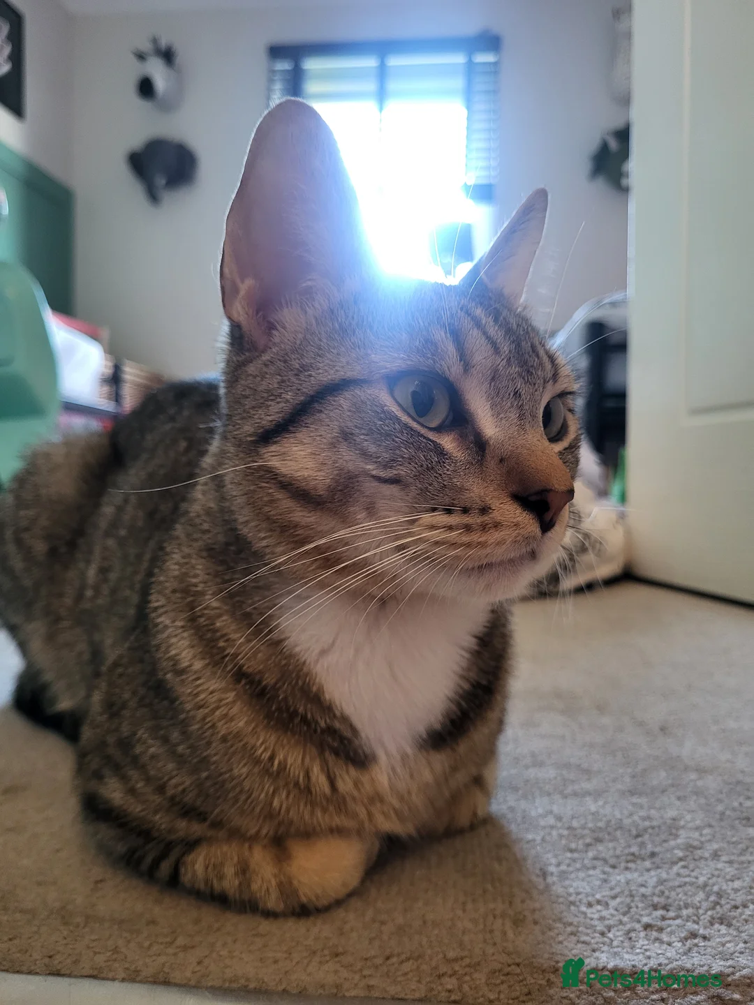 Domestic Shorthair cats for sale: Mr taco - Advert 2