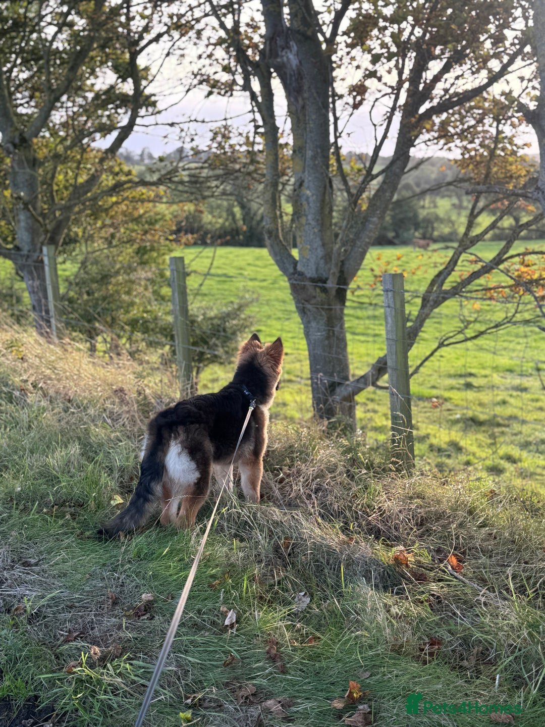 German Shepherd dogs for sale: German Sheppard girl 7/5 month - Advert 2