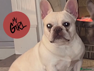 French Bulldog dogs for sale in London - Advert 1