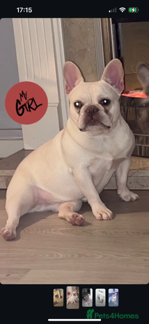 French Bulldog dogs in London - Advert 3