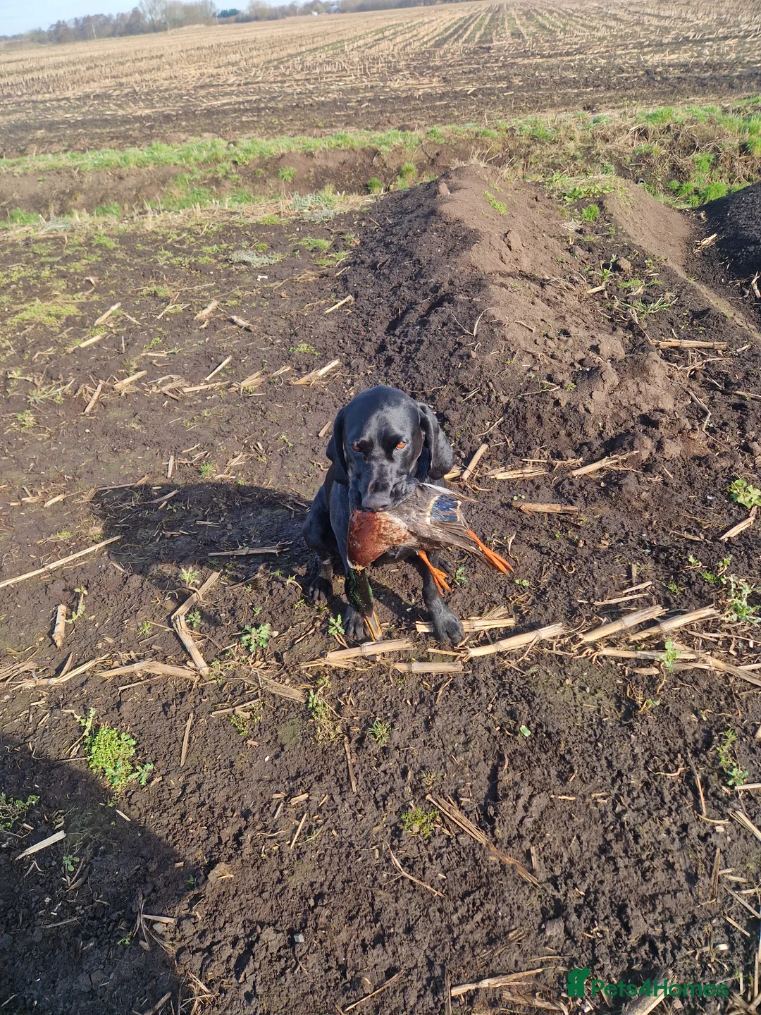 German Shorthaired Pointer dogs for stud: Proven sire full KC Reg GSP 5th Generation in Liverpool - Advert 3