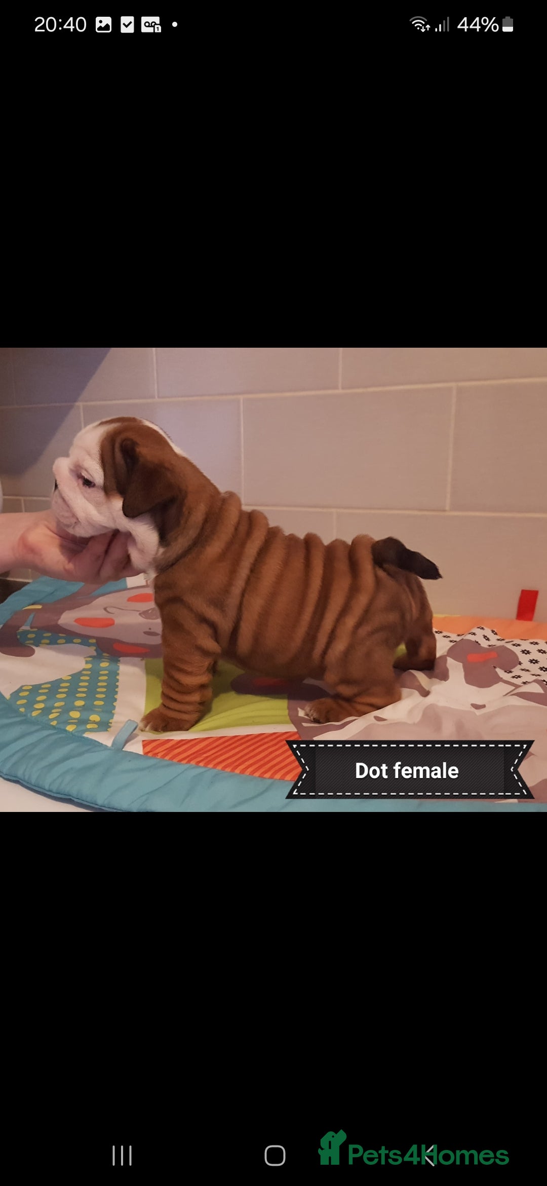 English Bulldog dogs for stud: Apollo 1 bulldog HUU clear stud boy in York - Image 14