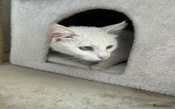 Mixed Breed cats for adoption: Charlotte - Norwich Norfolk   - Advert 4